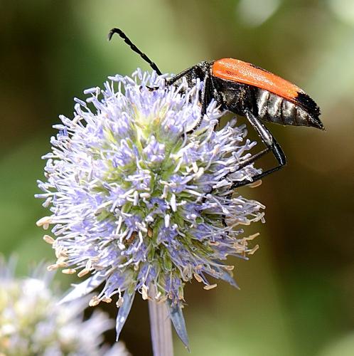 Stictoleptura cordigera